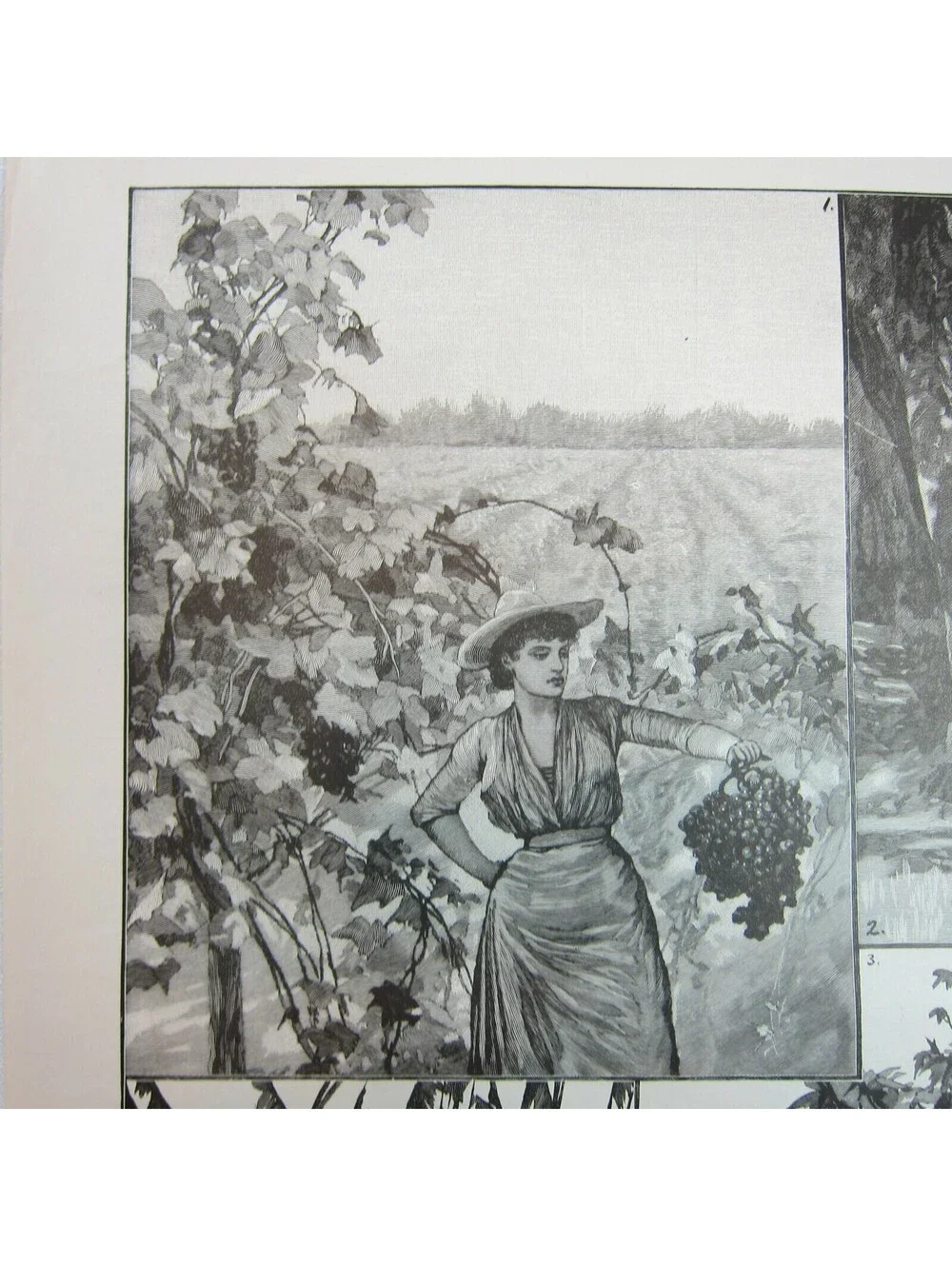 Antique 1888 Print Sketches in Lower California: A Fruitful Land RC Woodville II